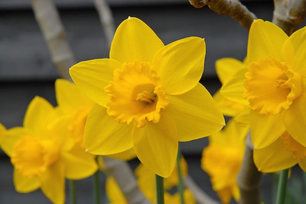 Spring Bulbs