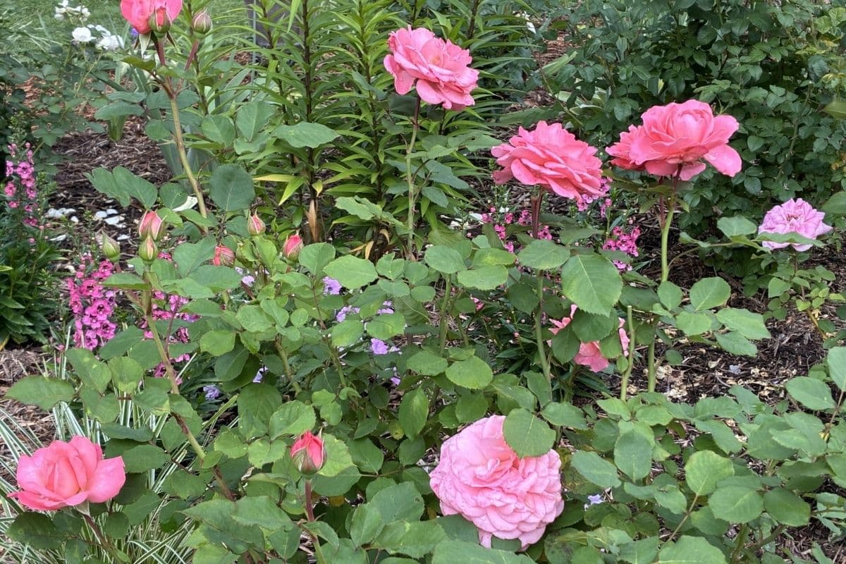 Rose Garden