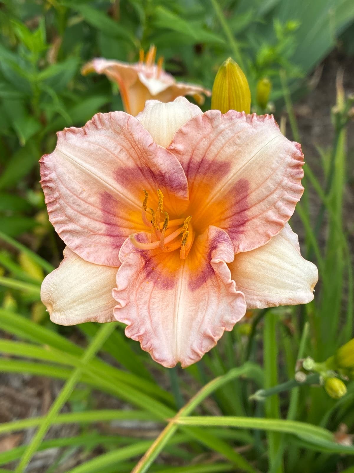Daylilies
